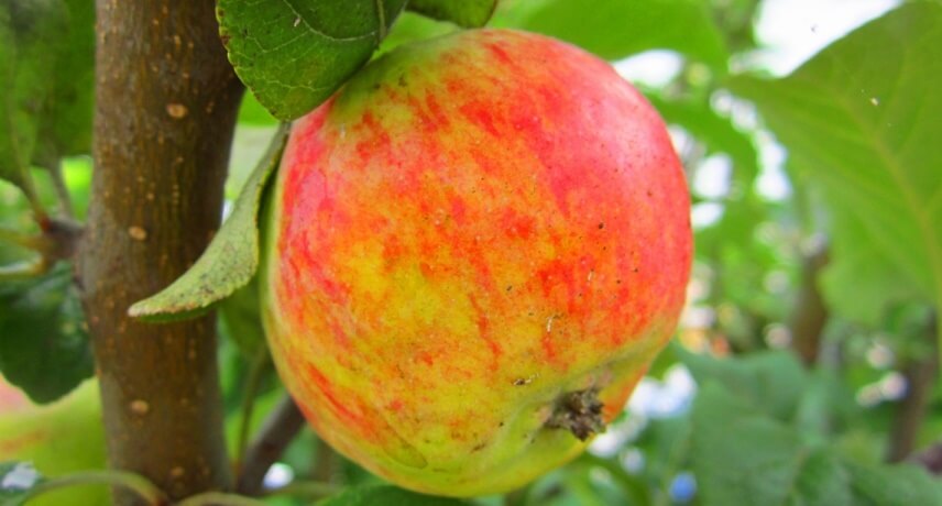 25 Fruits of Madeira Island - Ponta do Pargo Apple